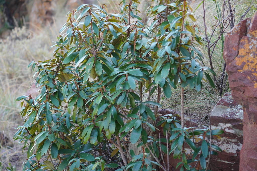 Englerophytum magalismontanum; photograph (c) Matthew Fainman, some rights reserved (CC BY)
