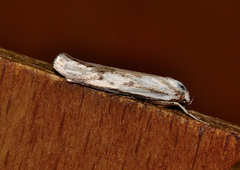 Palimmeces variegata