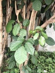 Polyscias guilfoylei