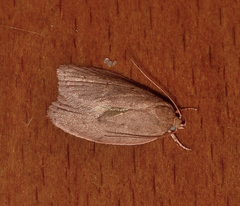 Garrha repandula