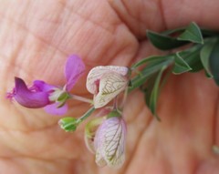 Polygala virgata virgata