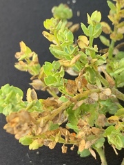 Lepidium strictum
