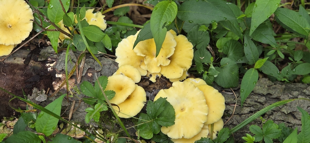 Golden Oyster Mushroom · June 2026 · photo: Photo: (c) WF_MI, some rights reserved (CC BY) · iNaturalist