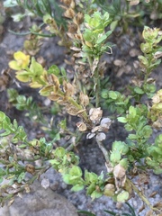 Lepidium strictum