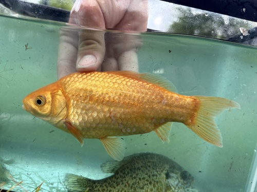 Goldfish, photo 5 of 9
