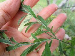 Polygala virgata virgata