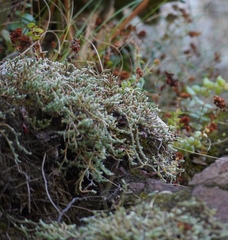 Selaginella dregei
