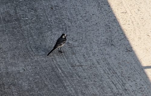 White Wagtail