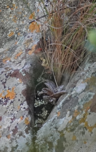 Cyanotis lapidosa