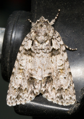 Acronicta ovata