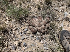 Escobaria organensis