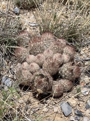 Escobaria organensis