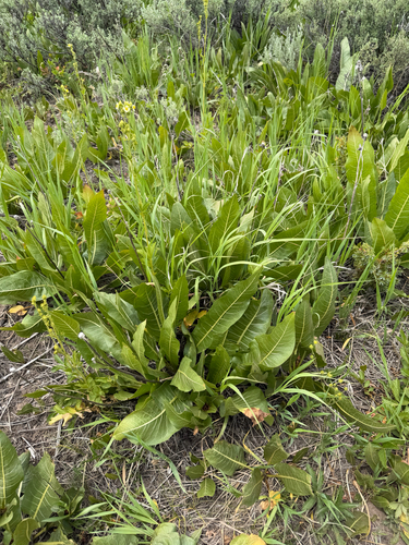 Wyethia amplexicaulis, photograph 6