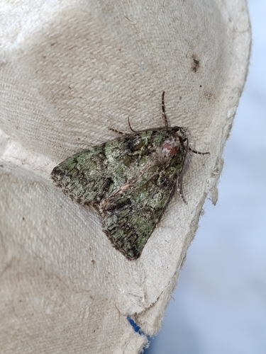 Guernsey Underwing