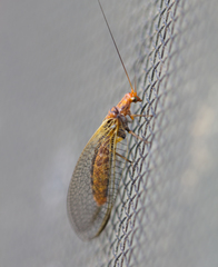 Dictyochrysa fulva