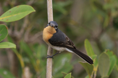 Myiagra ruficollis