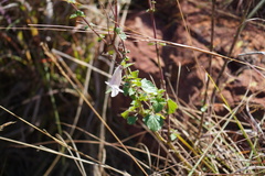 Sesamum trilobum, photograph Matthew Fainman, CC BY, iNaturalist via GBIF