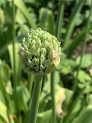 Allium ampeloprasum