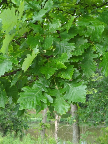 bur oak