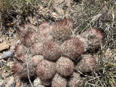 Escobaria organensis
