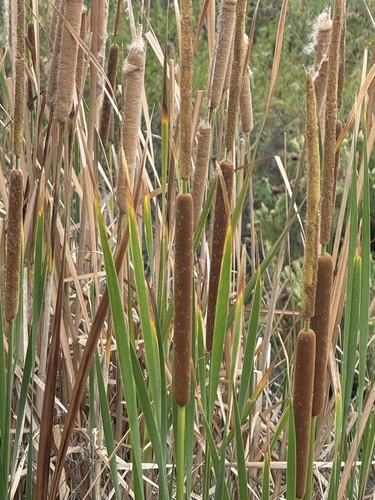southern cattail