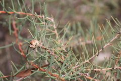 Hakea rugosa