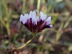 Trifolium variegatum major