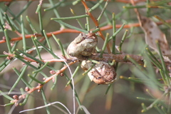 Hakea rugosa
