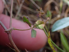 Trifolium variegatum major