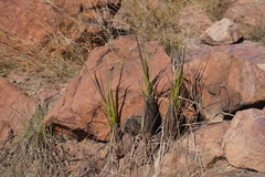 (c) Matthew Fainman, some rights reserved (CC BY) Xerophyta retinervis, photograph (c) Matthew Fainman, some rights reserved (CC BY)