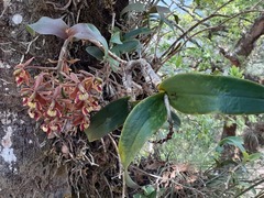 Epidendrum radioferens