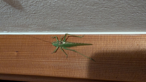 Great Green Bush-cricket