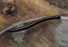 Litiulus alaskanus