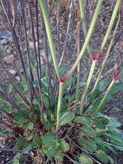 Eriogonum tripodum