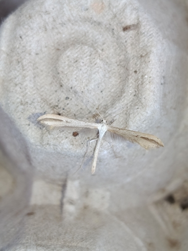 Morning-glory Plume Moth
