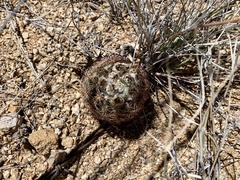 Echinomastus intertextus