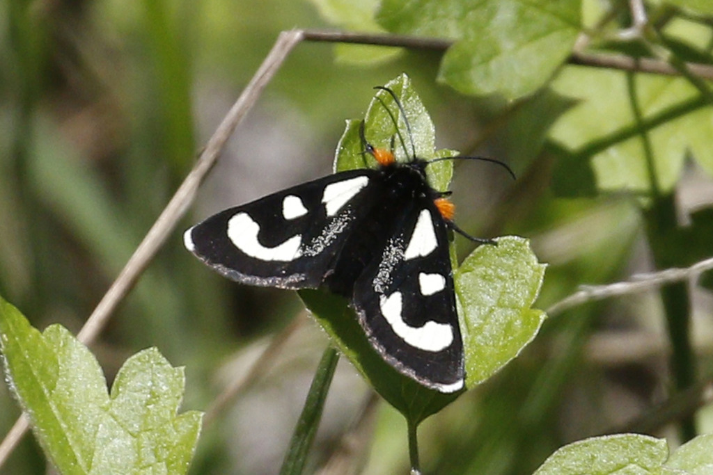Mariposa Forester