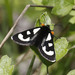 Alypia mariposa - Photo (c) Donna Pomeroy, vissa rättigheter förbehållna (CC BY-NC), uppladdad av Donna Pomeroy