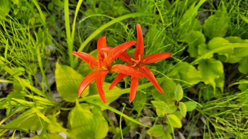 Lilium concolor partheneion