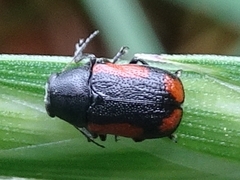 Pachybrachis cruentus