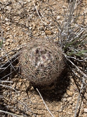 Echinomastus intertextus