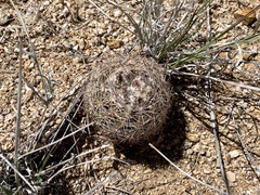 Echinomastus intertextus