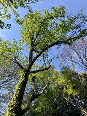 Liriodendron tulipifera