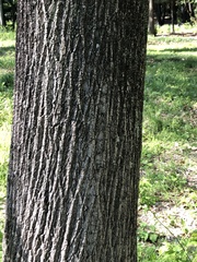 Liriodendron tulipifera