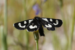 Alypia mariposa