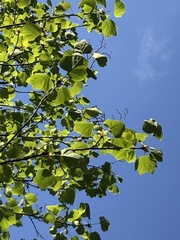 Liriodendron tulipifera