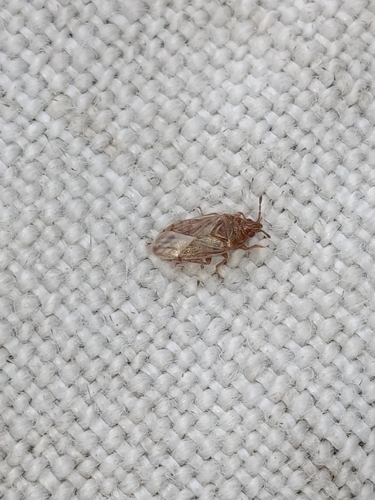 Bulrush Bug