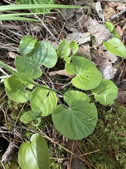 Viola renifolia, photograph (c) Brandon Corder, some rights reserved (CC BY)