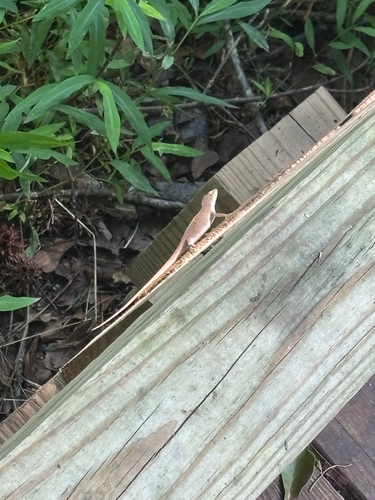 Green Anole