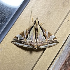 Agrioglypta excelsalis